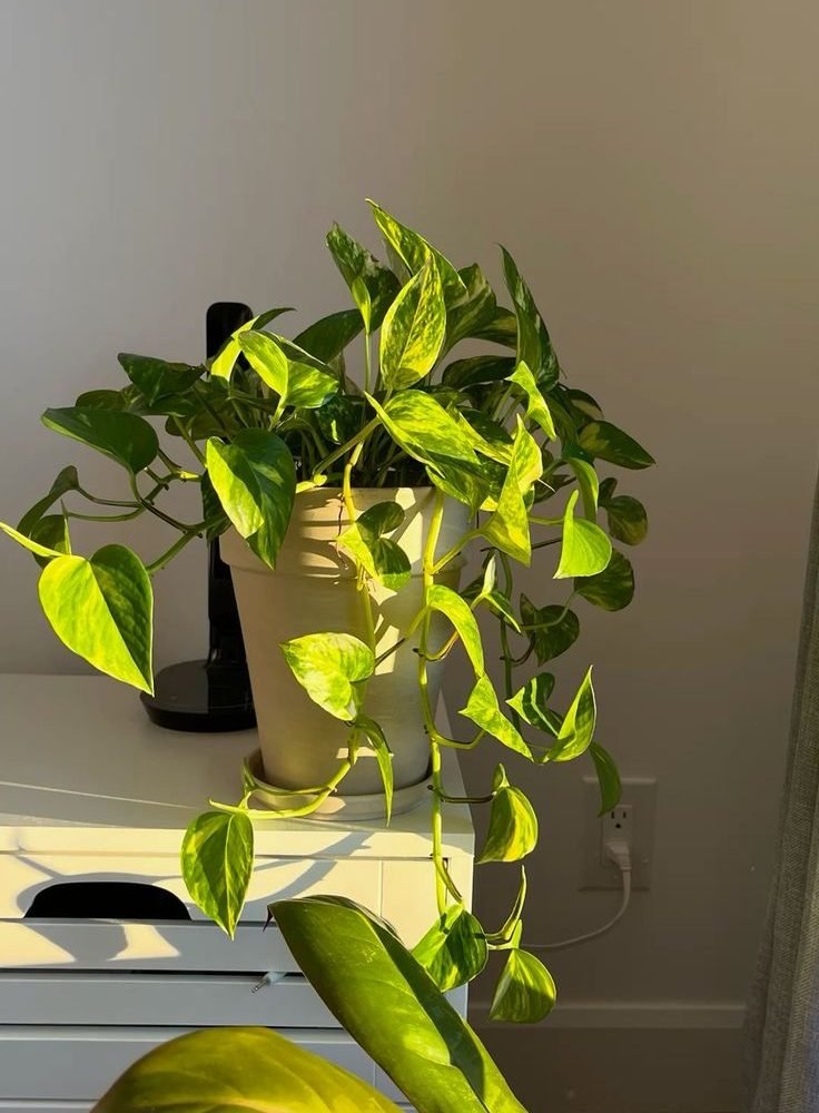 Realize a psicoterapia para adultos com o psicólogo em Vitória, ES Tassio Jubini